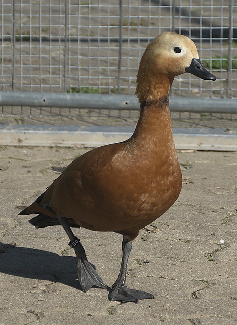 布莱顿在主