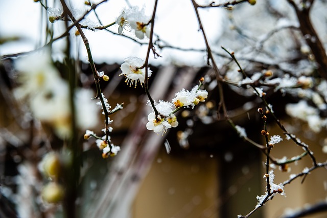 上海申花便