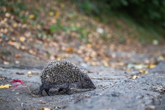 下来赛季中 下来赛季中